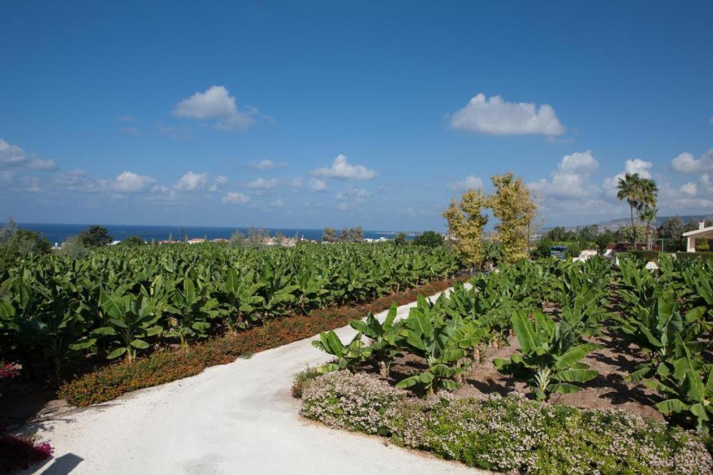 Banana Sunset Villas Pafos Dış mekan fotoğraf